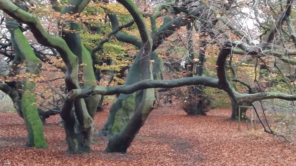 Süntelbuchen im Bad Nenndorfer Kurpark; Foto: cima 2016